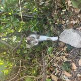 Picture of cat lost at Charron