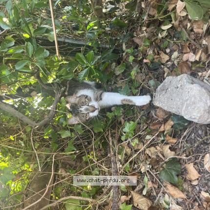 Photo 1/1 Curly Chat lost in Charron