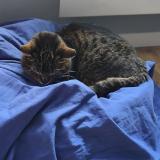 Picture of cat lost at Mons En Baroeul