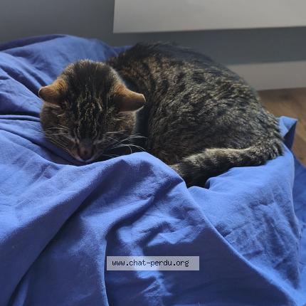 Photo 1/1 Ulysse Chat lost in Mons en baroeul