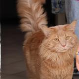 Picture of cat lost at Domont