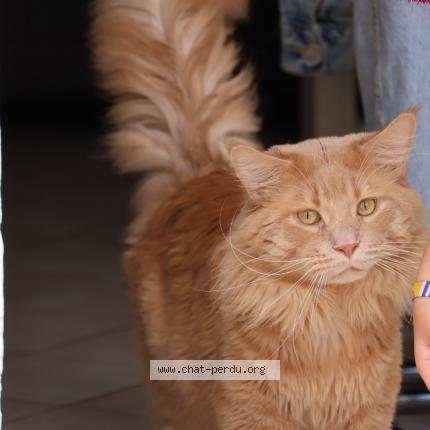 Photo 1/1 Unyx Chat lost in Domont