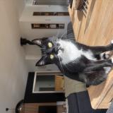 Picture of cat lost at Saint Alban