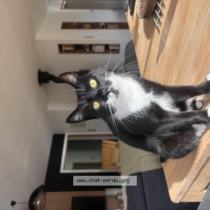 Photo 1/1 Yuki Chat lost in Saint alban