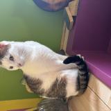 Picture of cat lost at Grenoble