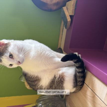 Photo 1/1 BINGO Chat lost in Grenoble