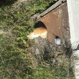 Picture of cat found at Luynes