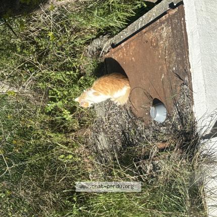 Photo 1/1 Found cat Found in Luynes