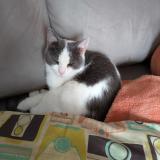 Picture of cat lost at Beauzelle