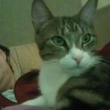 Picture of cat lost at Troyes