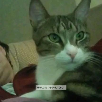 Photo 1/1 Tigrou Chat lost in Troyes