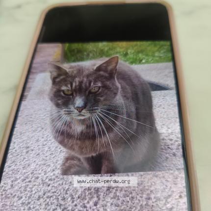 Photo 1/1 Found cat Found in Anderlecht