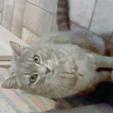 Picture of cat lost at Laon