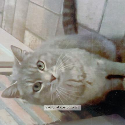 Photo 1/1 Artémis Chat lost in Laon