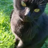 Picture of cat lost at Noiseau