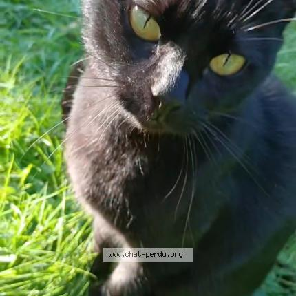 Photo 1/1 Louna Chat lost in Noiseau