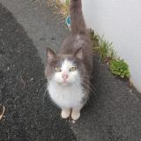 Picture of cat found at Tarnos 40220