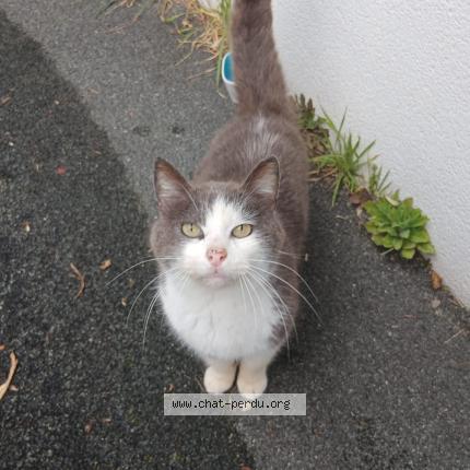 Photo 1/1 Found cat Found in Tarnos 40220