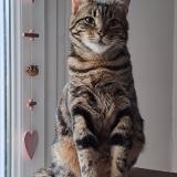 Picture of cat lost at Couthenans