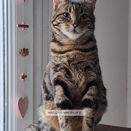 Photo 1/1 Syra Chat lost in Couthenans