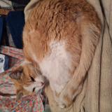 Picture of cat found at Lannemezan