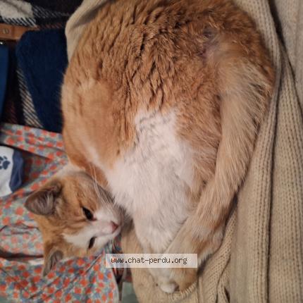 Photo 1/1 Found cat Found in Lannemezan