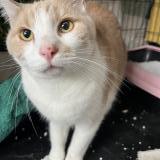 Picture of cat found at Romainville