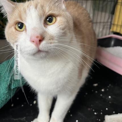 Photo 1/1 Found cat Found in Romainville