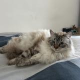 Picture of cat lost at Saint Didier