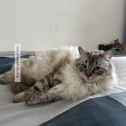 Photo 1/1 Milo Chat lost in Saint didier