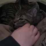 Picture of cat found at Mazamet