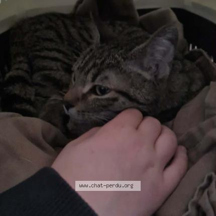 Photo 1/1 Found cat Found in Mazamet