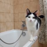 Picture of cat lost at Toulouse