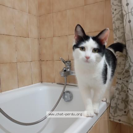 Photo 1/1 Iago Chat lost in Toulouse