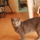 Picture of cat lost at Brest