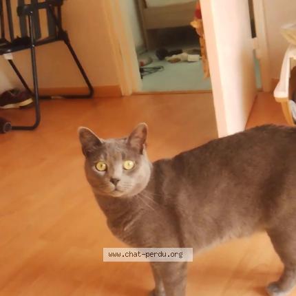 Photo 1/1 Chachouille Chat lost in Brest