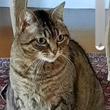 Picture of cat lost at Villeneuve Le Roi