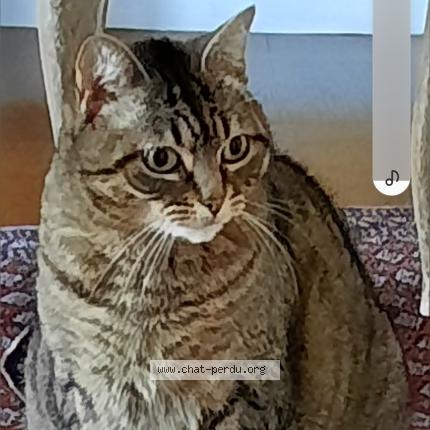 Photo 1/1 Julie Chat lost in Villeneuve le roi