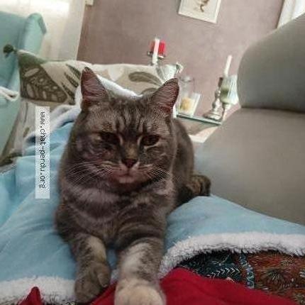 Photo 1/1 Daisy Chat lost in Montaigut le blanc