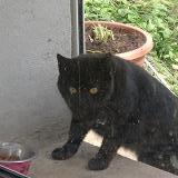 Picture of cat found at Saint Felix De Foncaude