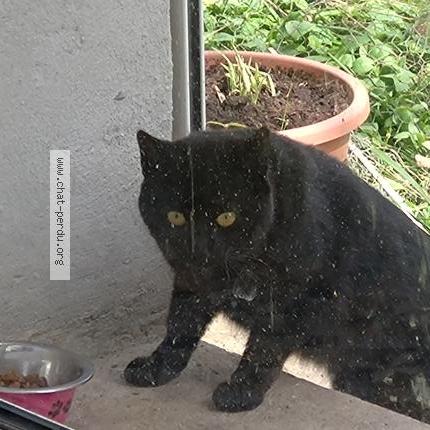 Photo 1/1 Found cat Found in Saint felix de foncaude