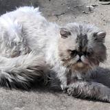 Picture of cat found at Saint Sulpice La Pointe