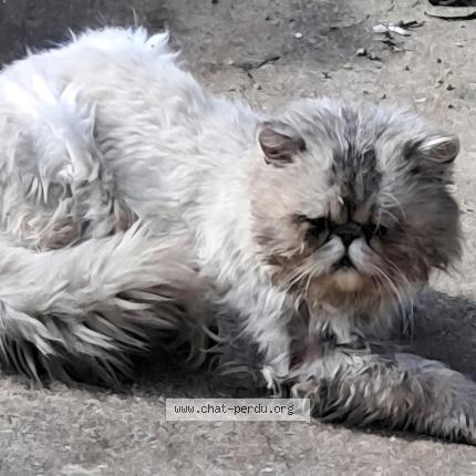 Photo 1/2 Found cat Found in Saint sulpice la pointe