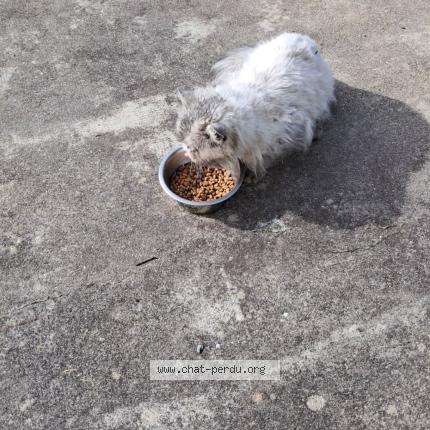 Photo 2/2 Found cat Found in Saint sulpice la pointe