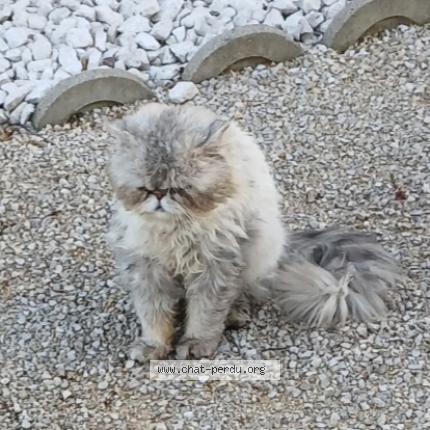 Photo 2/2 Found cat Found in Saint sulpice la pointe