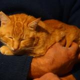 Picture of cat lost at Brassac