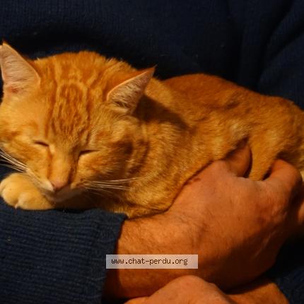 Photo 1/1 Graou Chat lost in Brassac