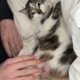 Picture of cat lost at Six Fours Les Plages