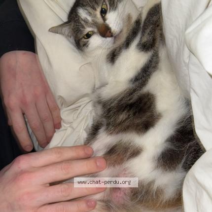 Photo 2/2 Divine Chat lost in Six fours les plages