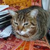 Picture of cat lost at Escragnolles